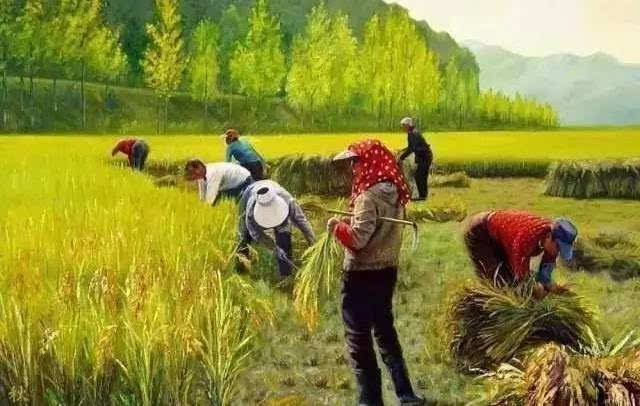 收稻子图片 第4张