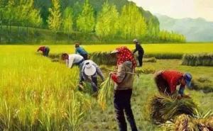 收稻子图片 第4张