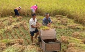 收稻子图片 第7张