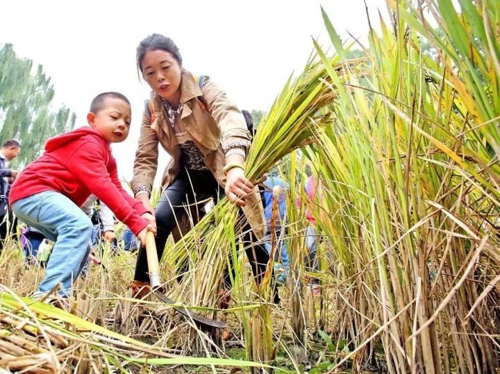 收稻子图片 第6张