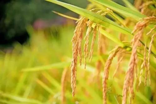 稻子熟了图片 第2张