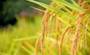 稻子熟了图片 第2张