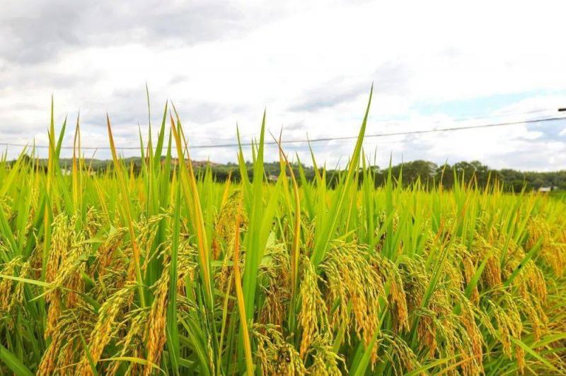 稻子熟了图片 第4张