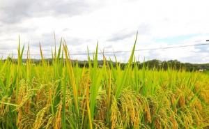 稻子熟了图片 第4张