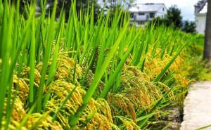 稻子熟了图片 第3张