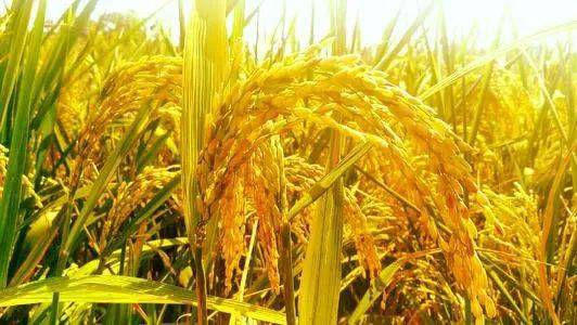 稻子熟了图片 第5张