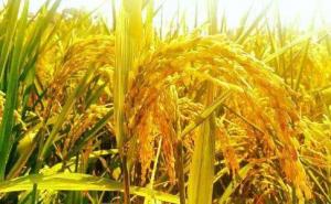 稻子熟了图片 第5张