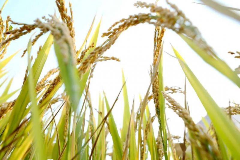 稻子熟了图片 第6张