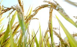 稻子熟了图片 第6张