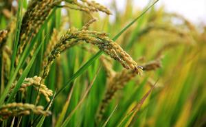 稻子熟了图片 第7张