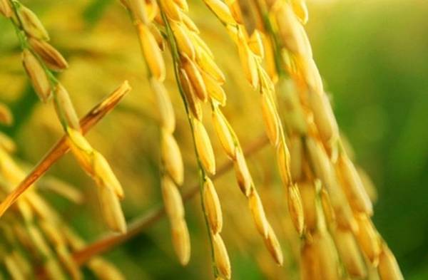 稻子熟了图片 第8张