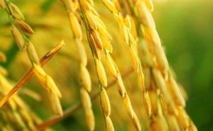 稻子熟了图片 第8张