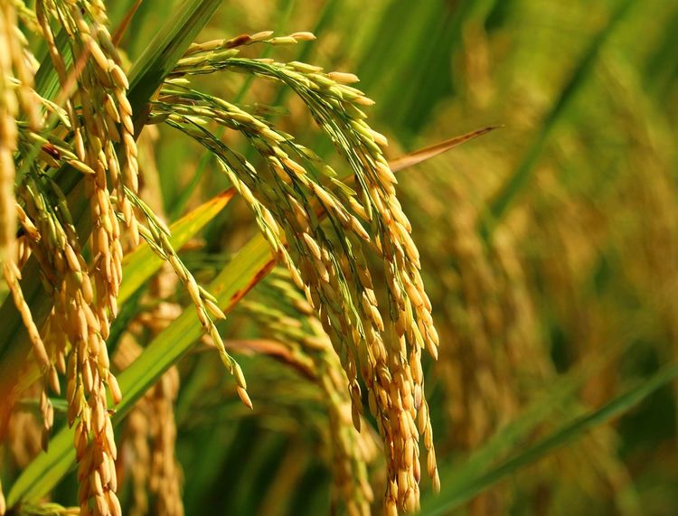 金色稻谷图片 第1张