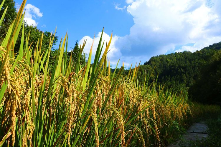 金色稻谷图片 第2张