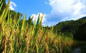 金色稻谷图片 第2张