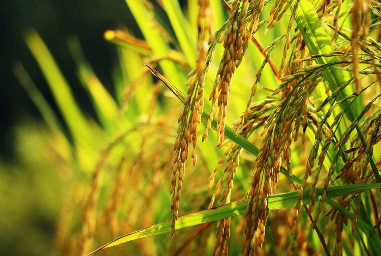 金色稻谷图片 第4张