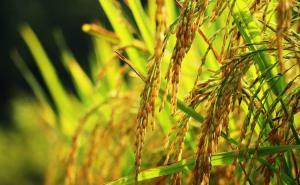 金色稻谷图片 第4张