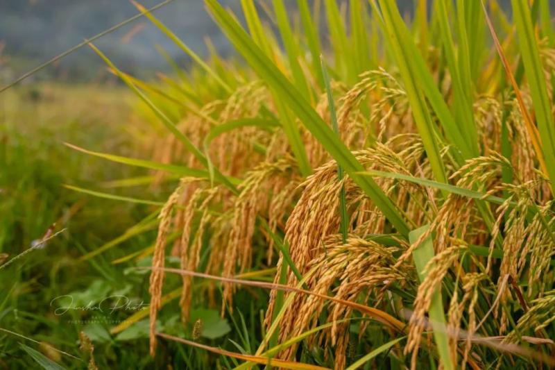 金色稻谷图片 第3张