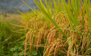 金色稻谷图片 第3张