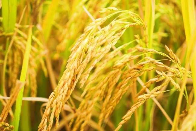 金色稻谷图片 第6张
