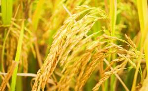 金色稻谷图片 第6张