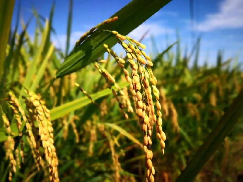 金色稻谷图片 第5张