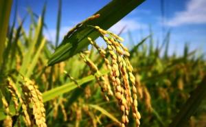 金色稻谷图片 第5张