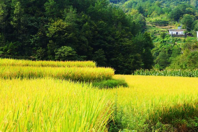 金色稻谷图片 第8张