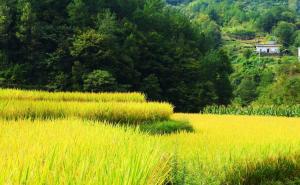 金色稻谷图片 第8张