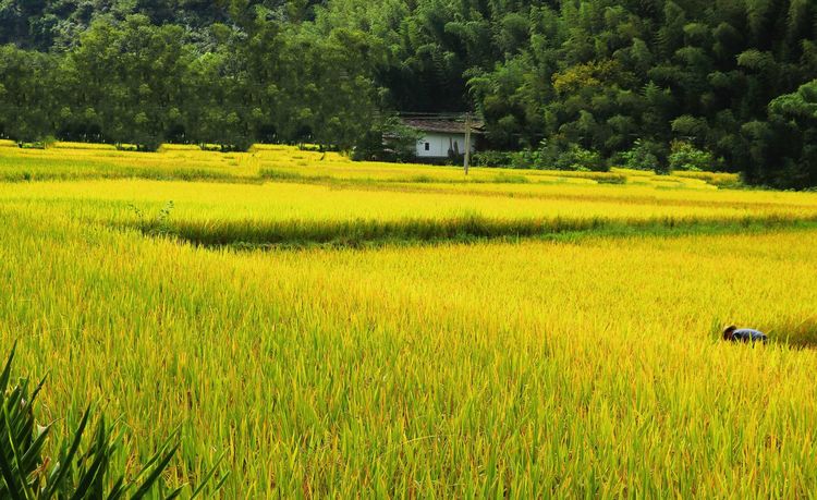 金色稻谷图片 第7张