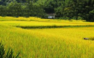 金色稻谷图片 第7张