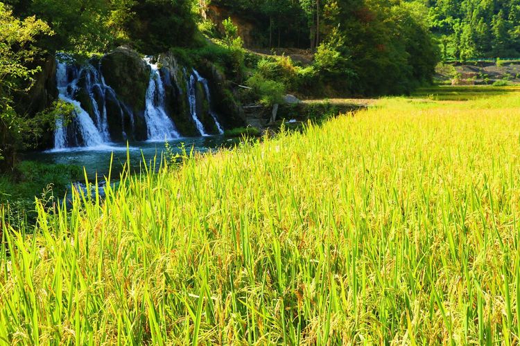 金色稻谷图片 第9张