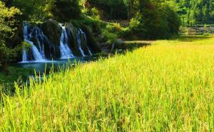 金色稻谷图片 第9张