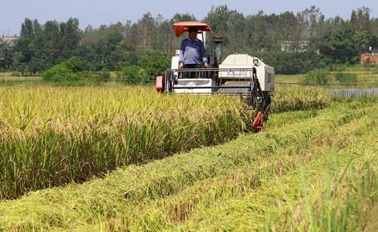 收割机收稻谷图片 第1张