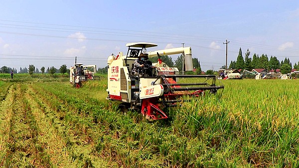 收割机收稻谷图片 第6张