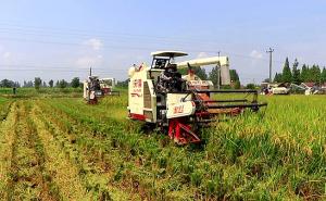 收割机收稻谷图片 第6张