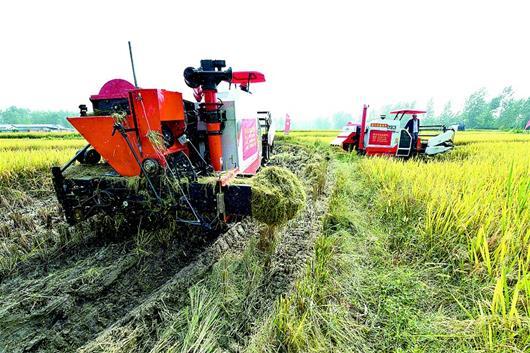 收割机收稻谷图片 第9张