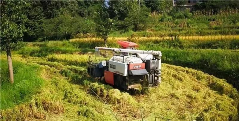 收割机收稻谷图片 第8张