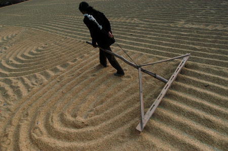 晒稻子图片 第2张