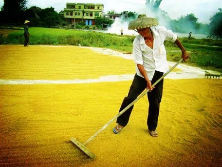 晒稻子图片 第1张