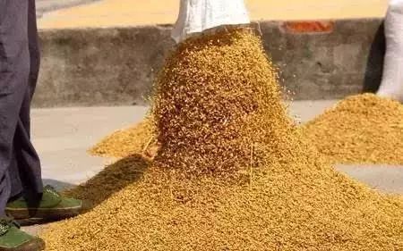 晒稻子图片 第3张