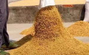 晒稻子图片 第3张