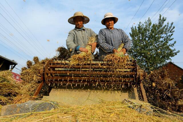 打稻子图片 第1张