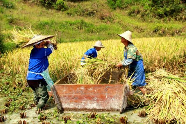 打稻子图片 第2张