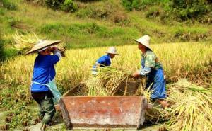 打稻子图片 第2张