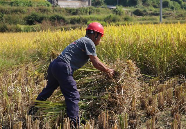 人工割稻子图片 第2张