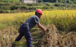 人工割稻子图片 第2张