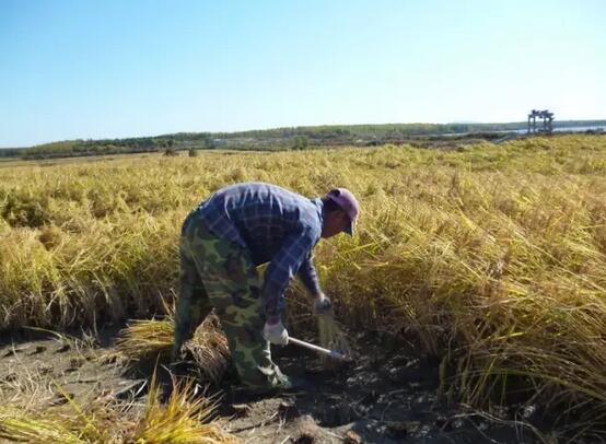人工割稻子图片 第1张