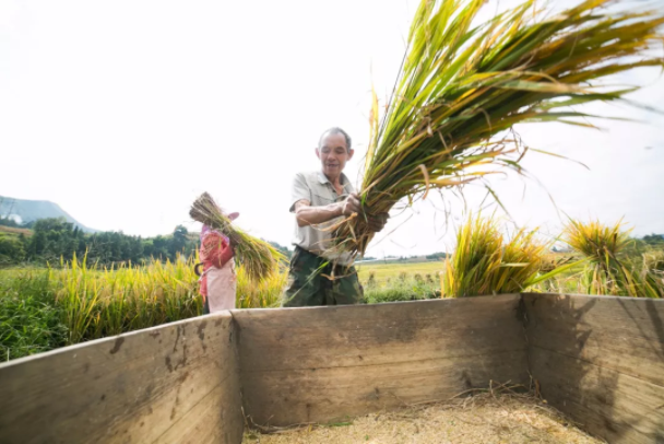 人工割稻子图片 第3张
