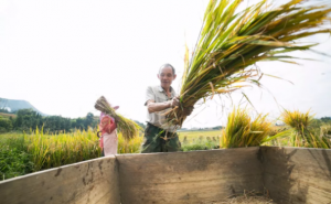 人工割稻子图片 第3张